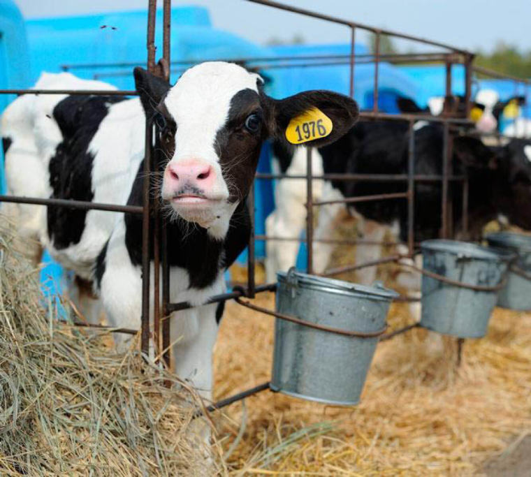 Молочное животноводство