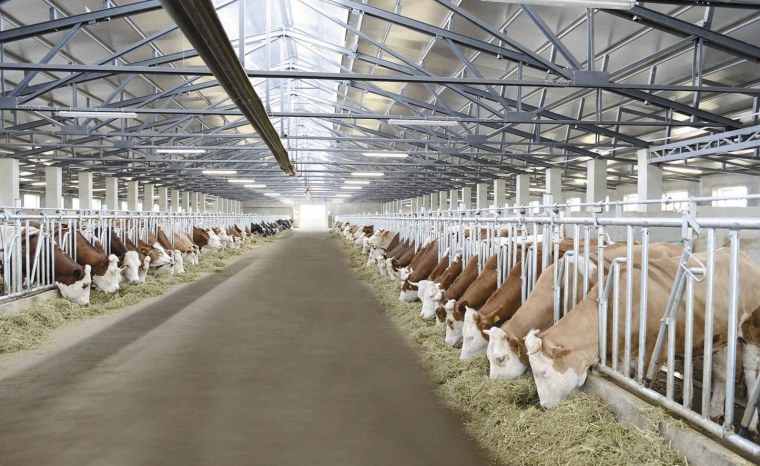 Михайловская ферма КРС