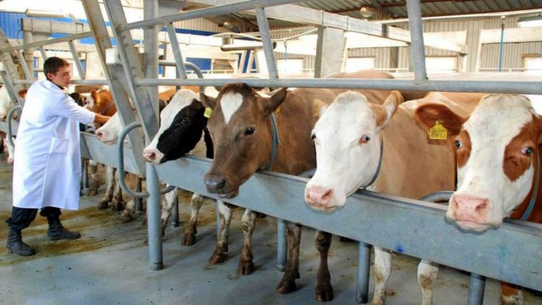 СПК Ачаирский 1 Омского района Омской области