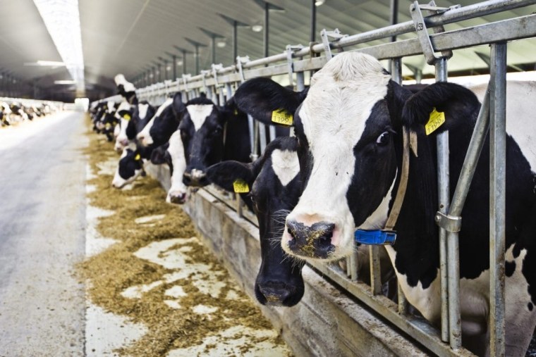 Промышленность животноводство