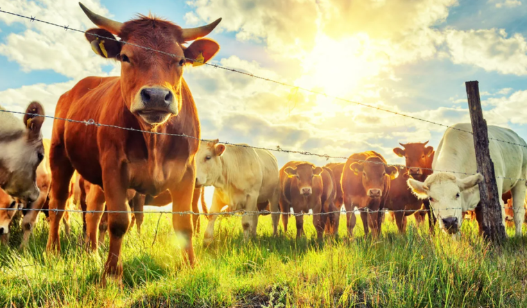 Сельское хозяйство животноводство