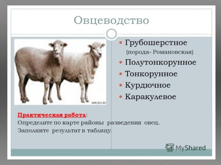 Овцеводство районы распространения