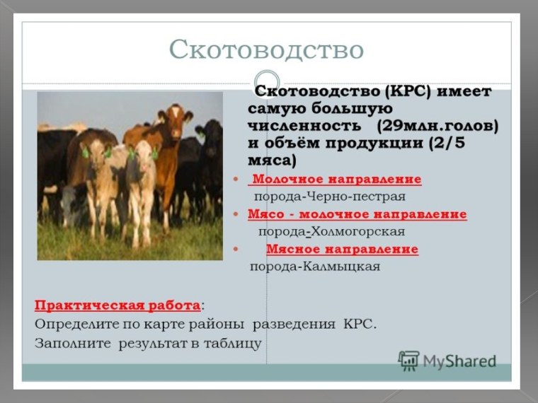 Презентация на тему скотоводство