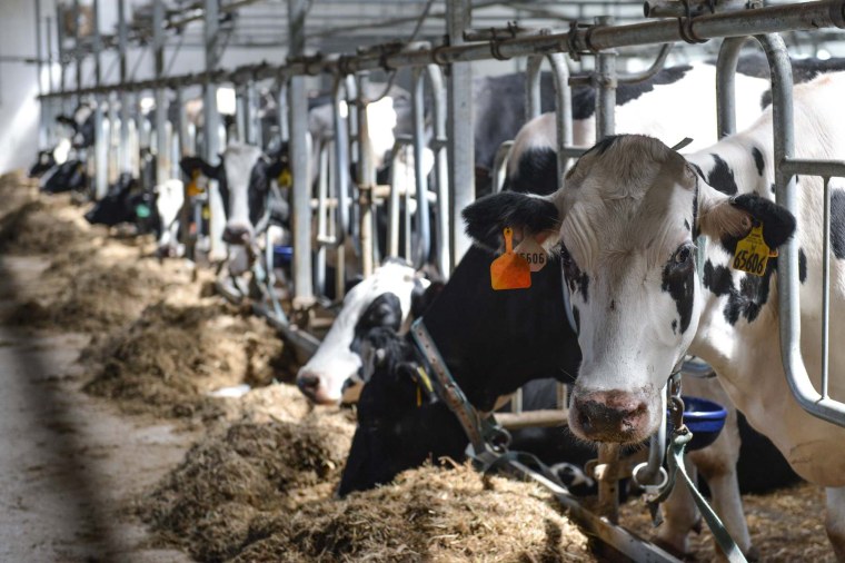 Творогово молочная ферма