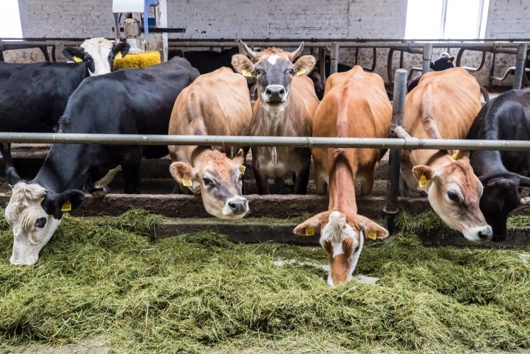 Сельское хозяйство скотоводство