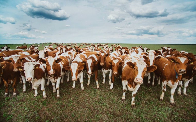 Молочно мясное скотоводство