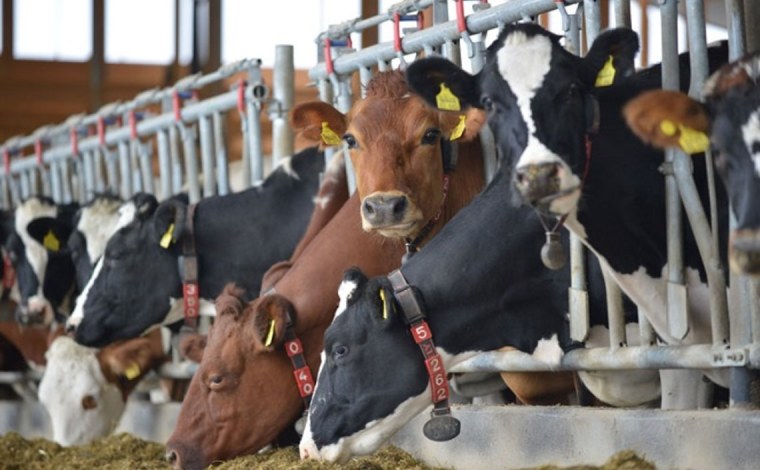 Мясо молочная ферма