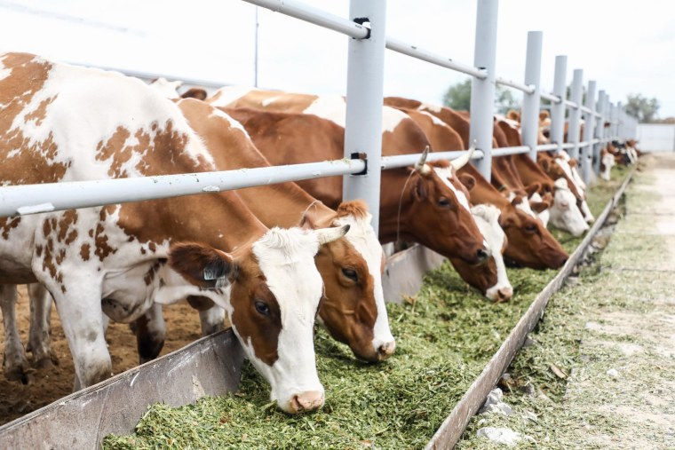 Ферма крупного рогатого скота Волгоградской области
