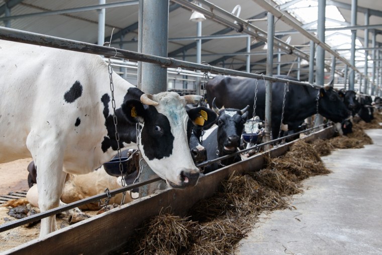 Молочная ферма Русь Пермский край