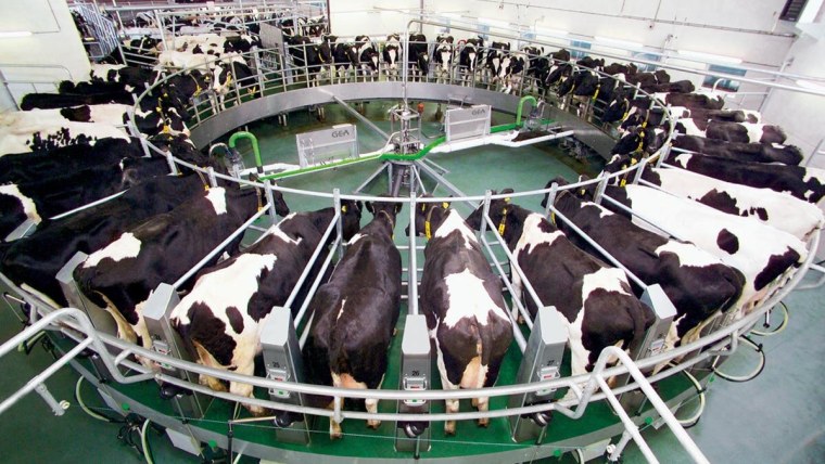 Доильный зал Карусель Gea