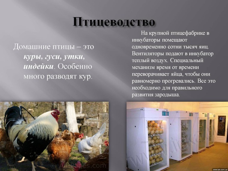 Птицеводство отрасль животноводства