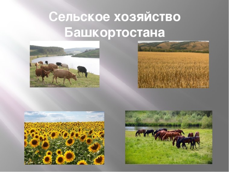 Республики Башкортостан экономика Растениеводство