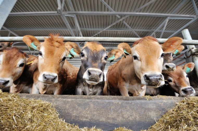 Сельское хозяйство животноводство