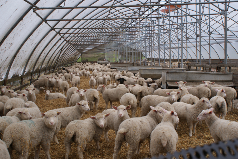 Животноводческая ферма