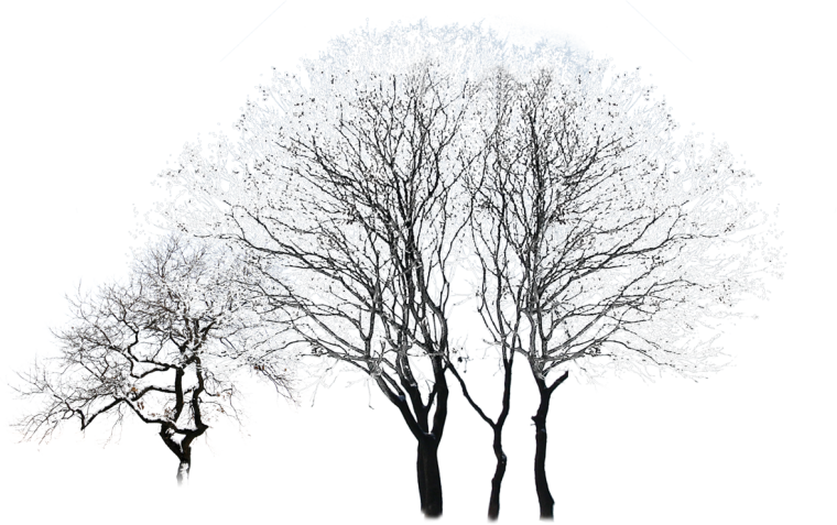 Дерево зимой без фона