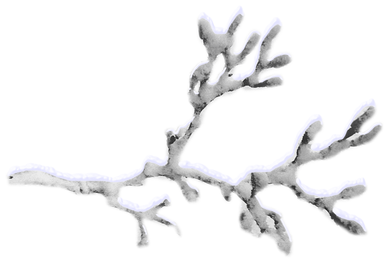 Снежные ветки на прозрачном фоне