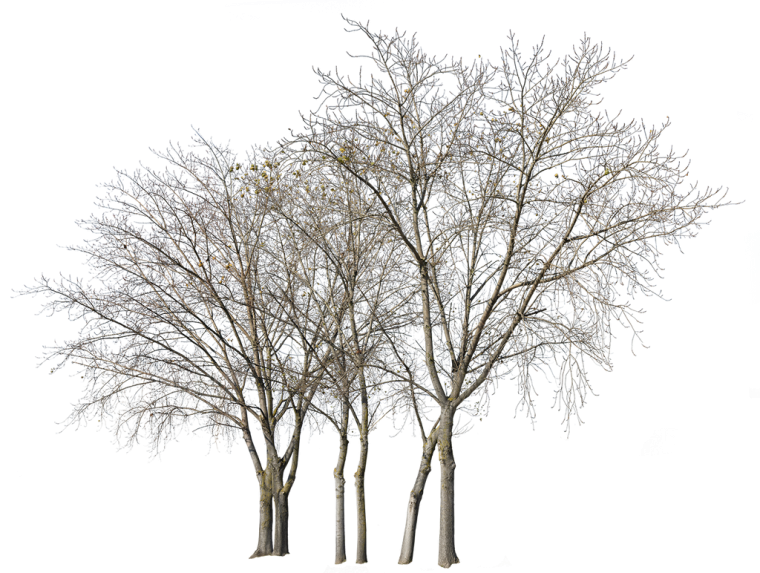 Дерево зимой на прозрачном фоне