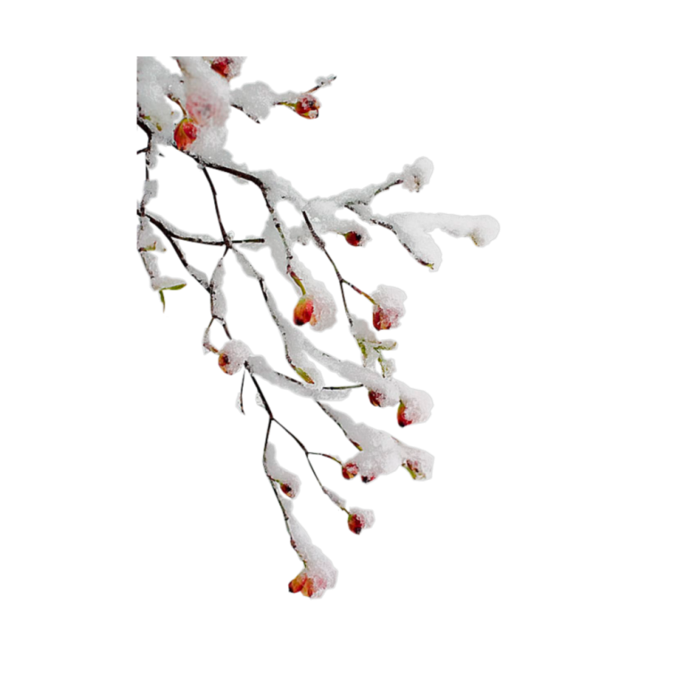 Ветки в снегу на прозрачном фоне