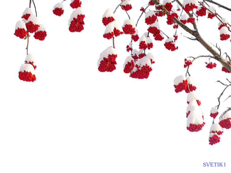 Ветка рябины в снегу на прозрачном фоне