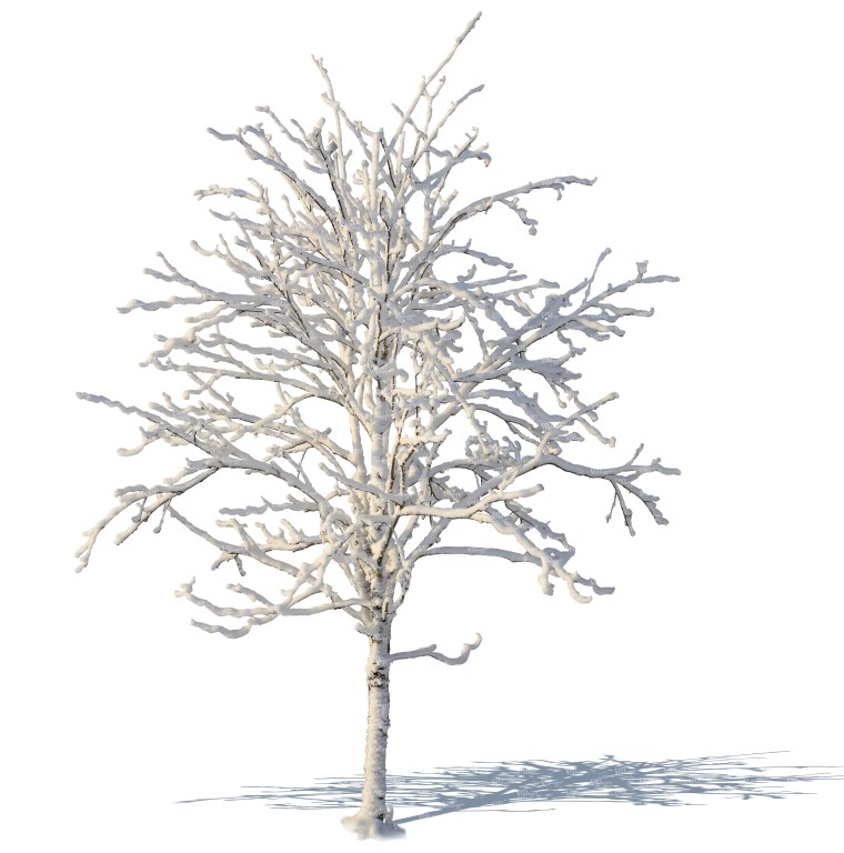 Деревья в снегу