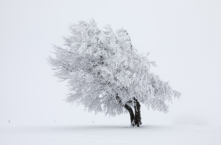 Деревья в снегу на белом фоне