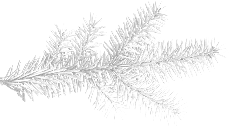 Елочная ветка