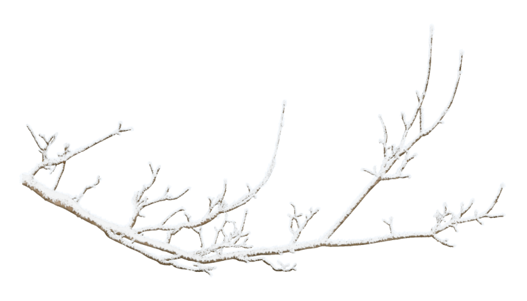 Зимняя ветка на прозрачном фоне