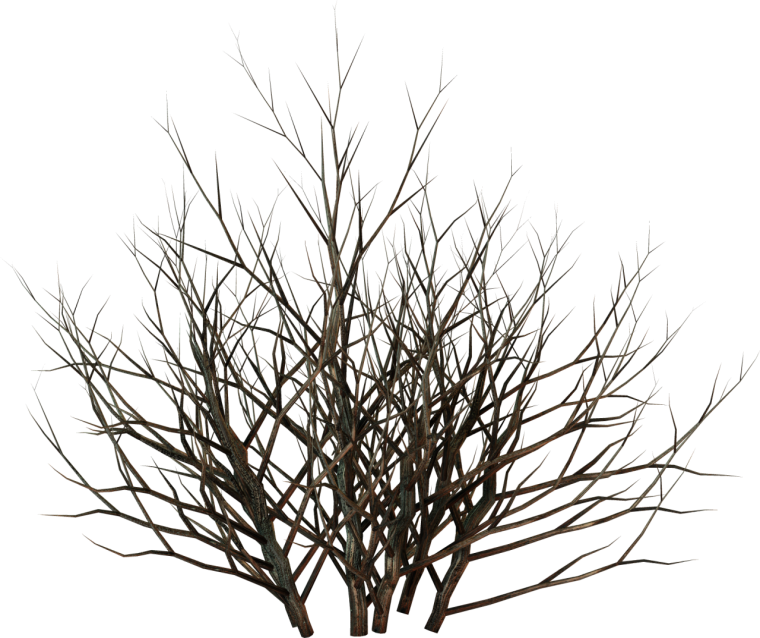 Куст без листьев