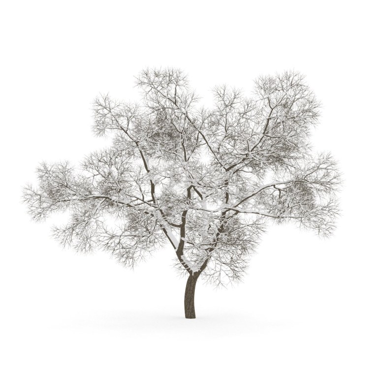 Деревья зимой