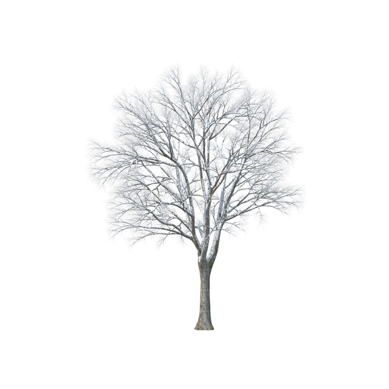 Зимние деревья