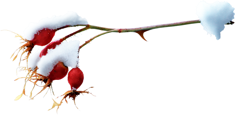 Зимняя ветка на белом фоне