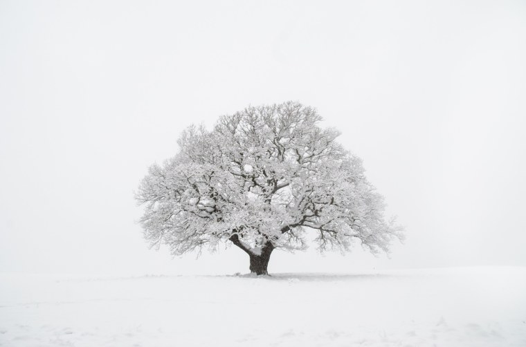 Деревья в снегу