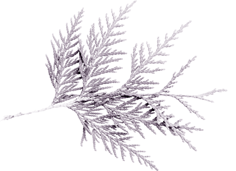Серебристые еловые ветки
