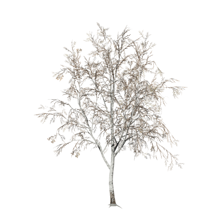 Зимнее дерево на прозрачном фоне