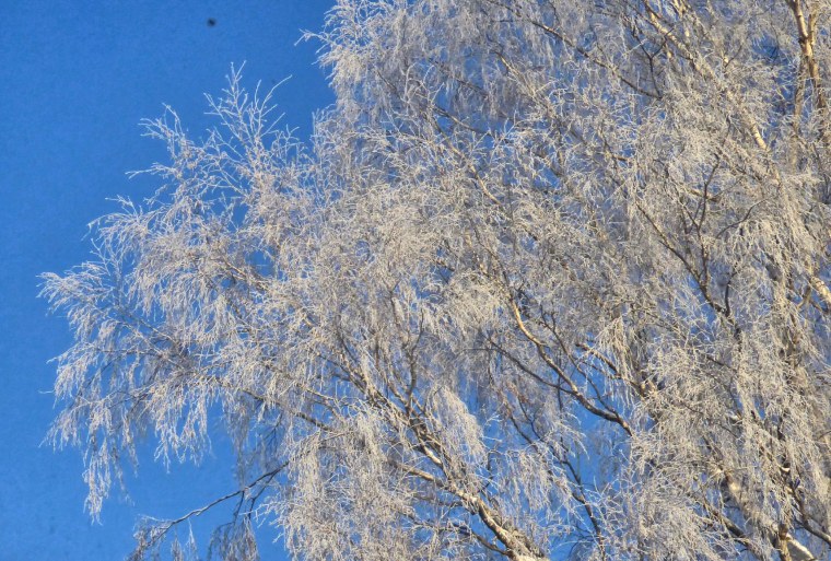 Береза пушистая зимой