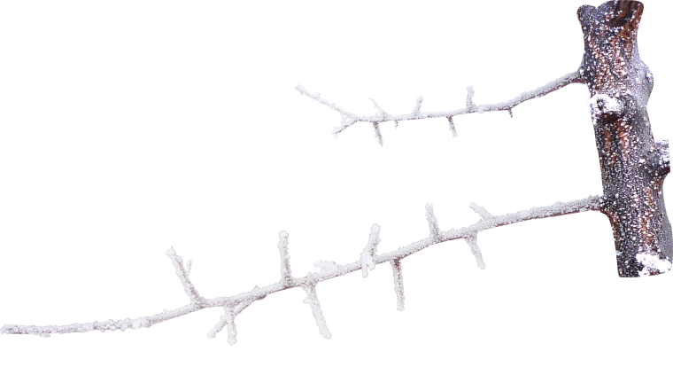 Зимняя ветка на прозрачном фоне