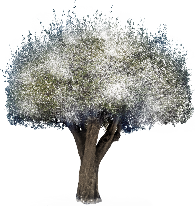 Зимние деревья для фотошопа