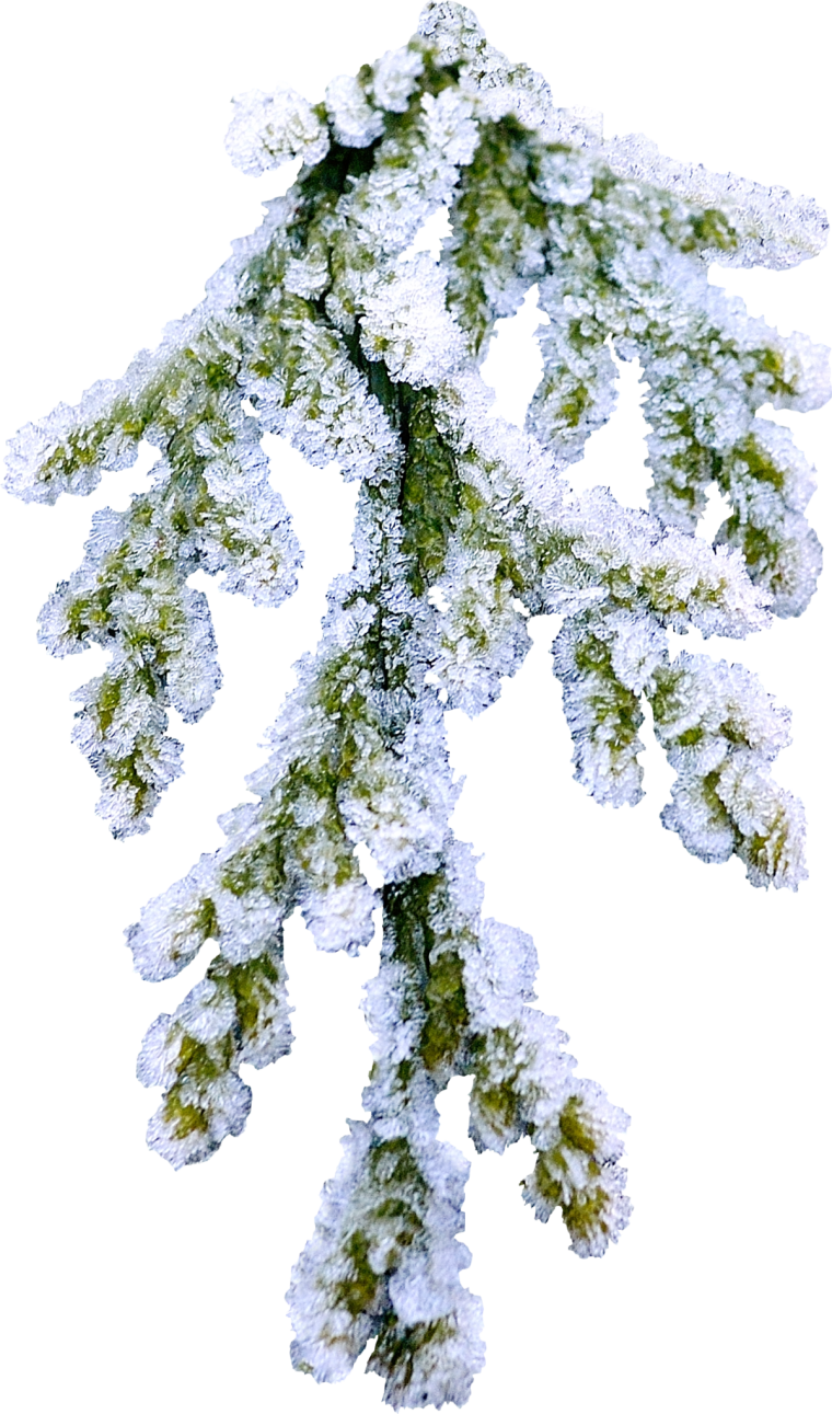 Снежные ветки на прозрачном фоне