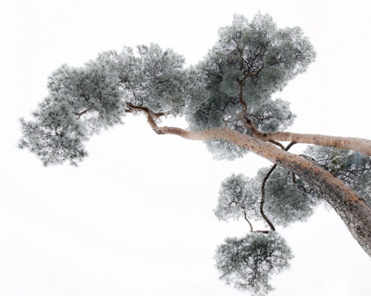 Сосна зимой на прозрачном фоне