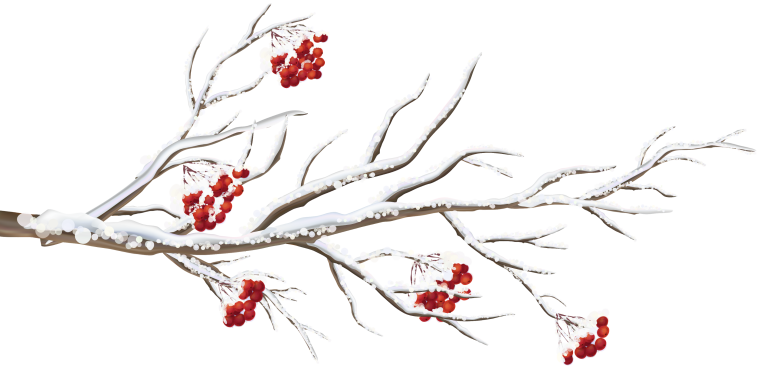 Рябина зимой на белом фоне