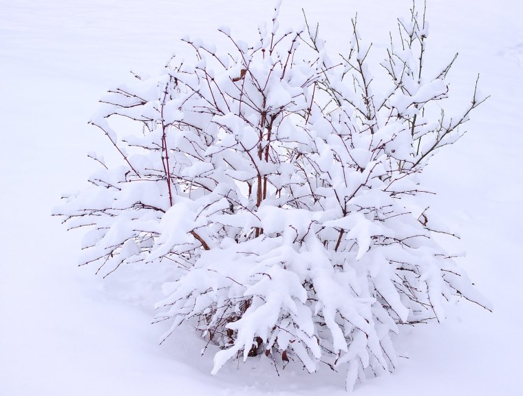 Кусты в снегу