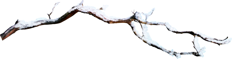 Ветви деревьев в снегу на прозрачном фоне