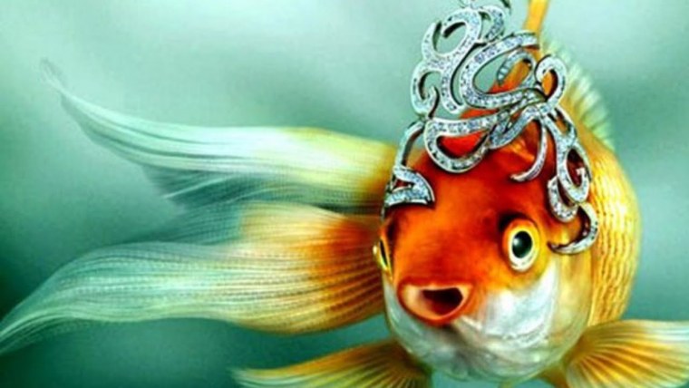 Золотая рыбка