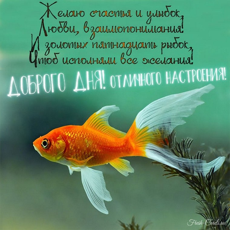 Доброй ночи с золотой рыбкой