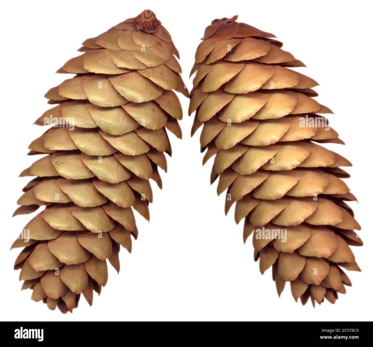 Шишка Еловая намбелом фоне