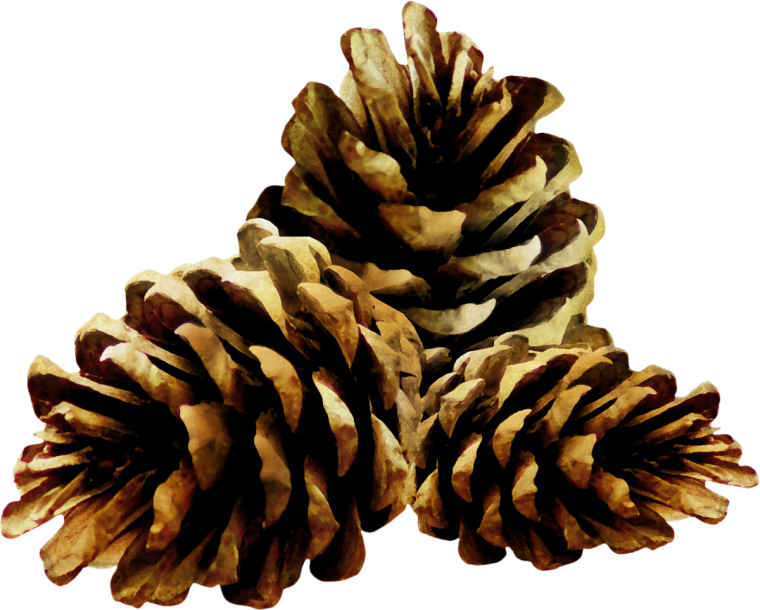 Шишки на прозрачном фоне