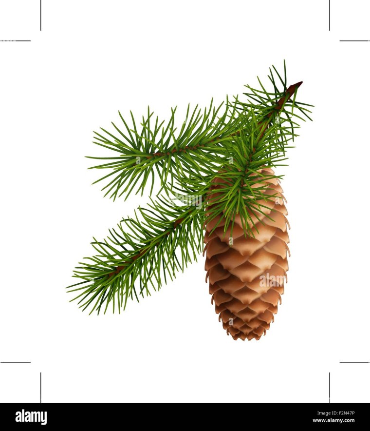 Еловые шишки на белом фоне