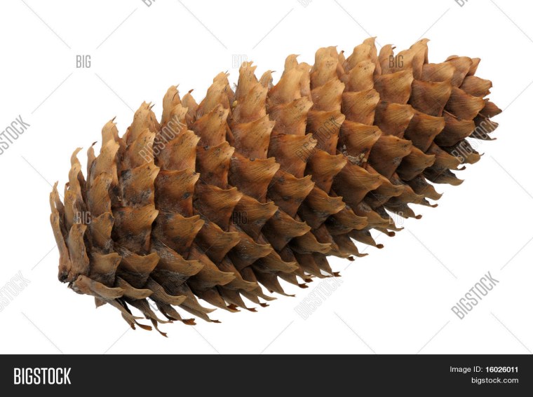 Шишка овальная