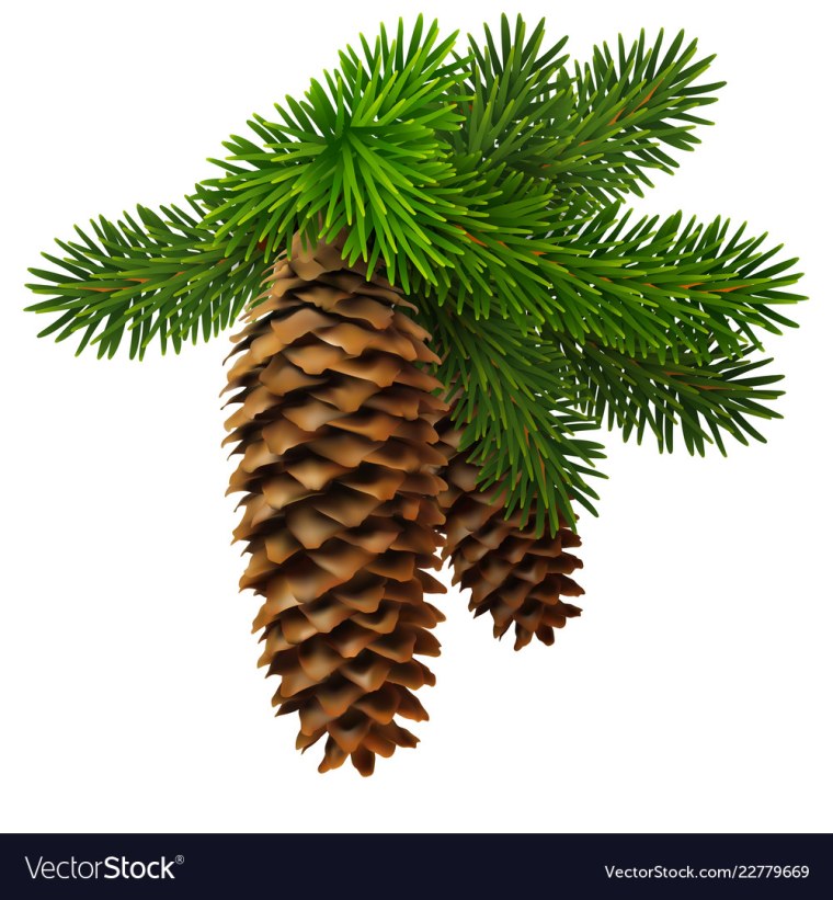 Пихта ветка с шишкой