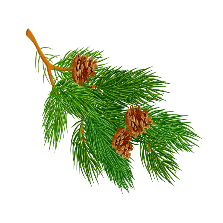 Шишки на прозрачном фоне